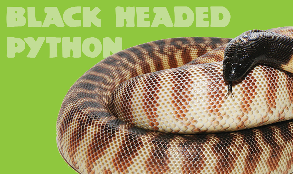 Black Headed Python