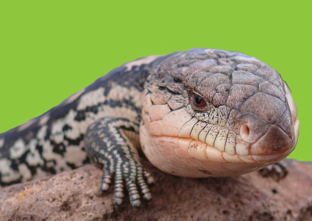 Blue-tongue lizards