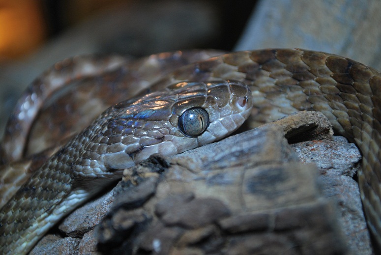 Brown Tree Snake