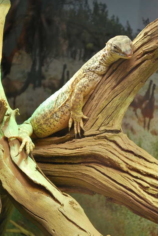 Sand Goanna