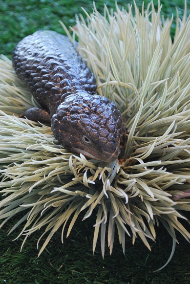 Shingleback Skink