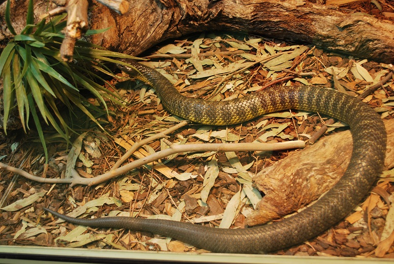 Tiger Snake